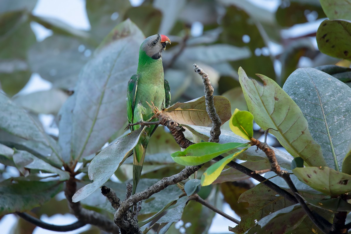 Red-breasted Parakeet - Ayuwat Jearwattanakanok
