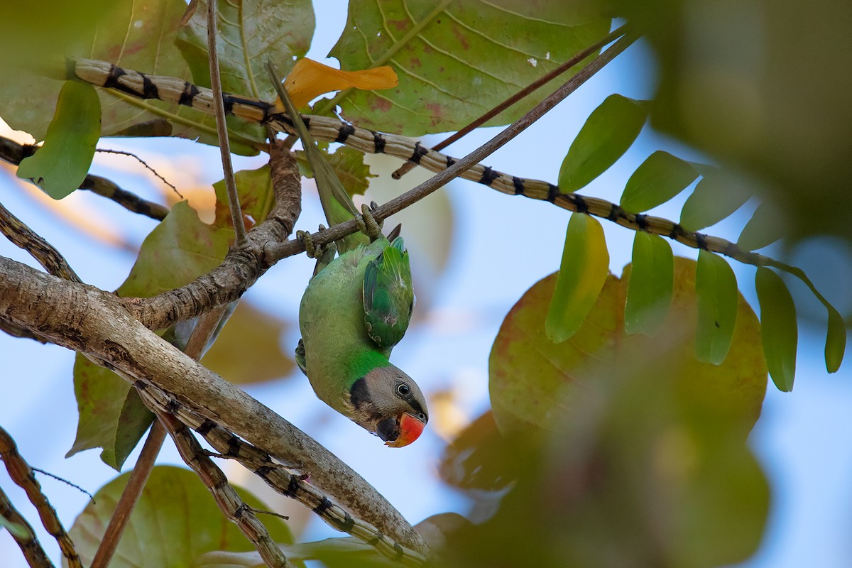 Red-breasted Parakeet - Ayuwat Jearwattanakanok
