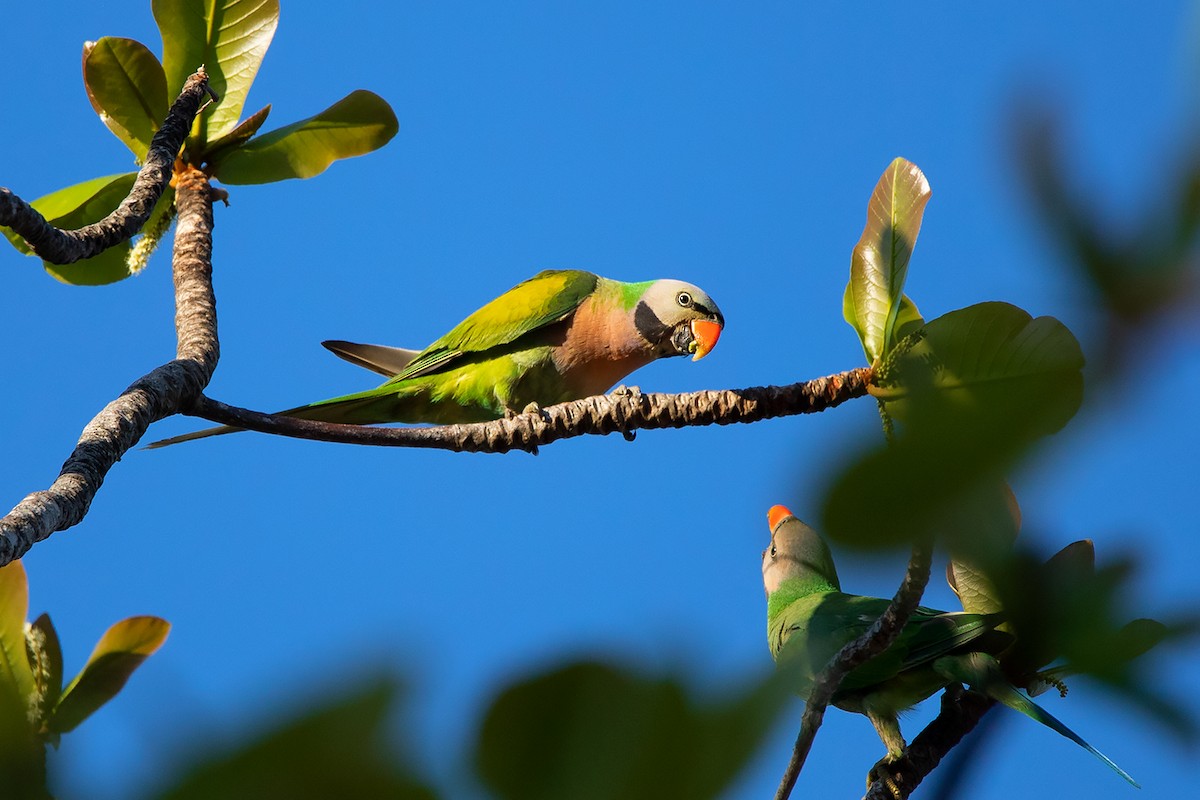 Red-breasted Parakeet - ML218370961