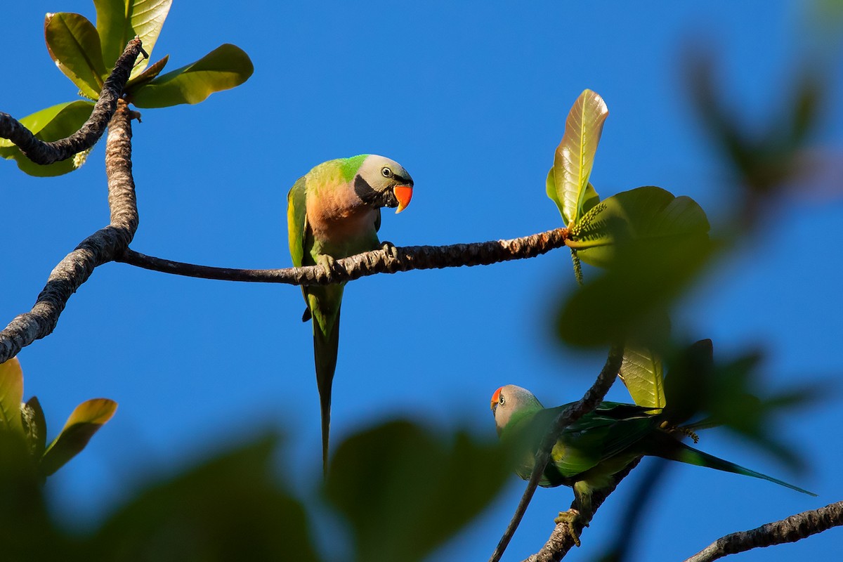 Red-breasted Parakeet - ML218370971