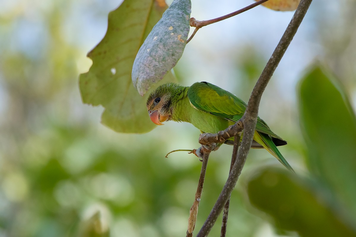 Red-breasted Parakeet - ML218371321