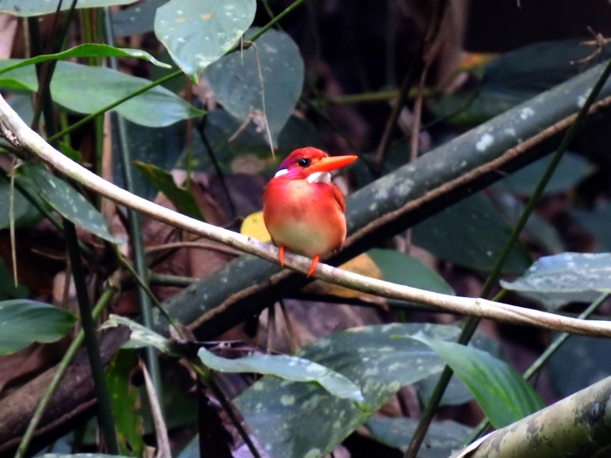 Philippine Dwarf-Kingfisher - ML218372741