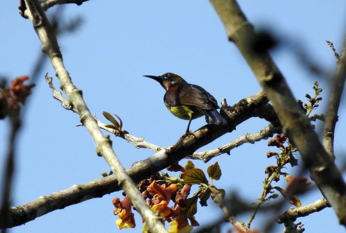Brown-throated/Gray-throated Sunbird - Julius Paner