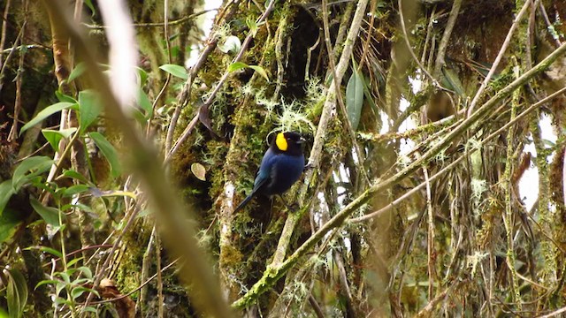 Yellow-scarfed Tanager - ML218373121