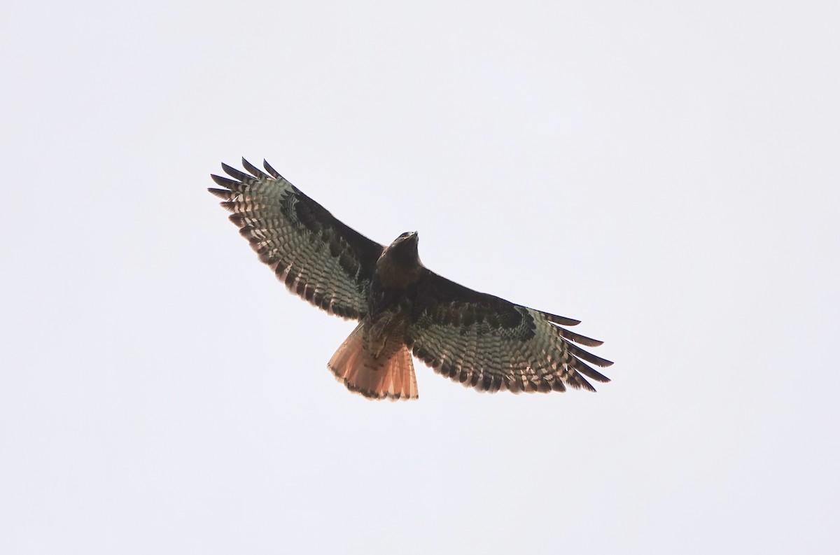 Red-tailed Hawk - Carter Gasiorowski