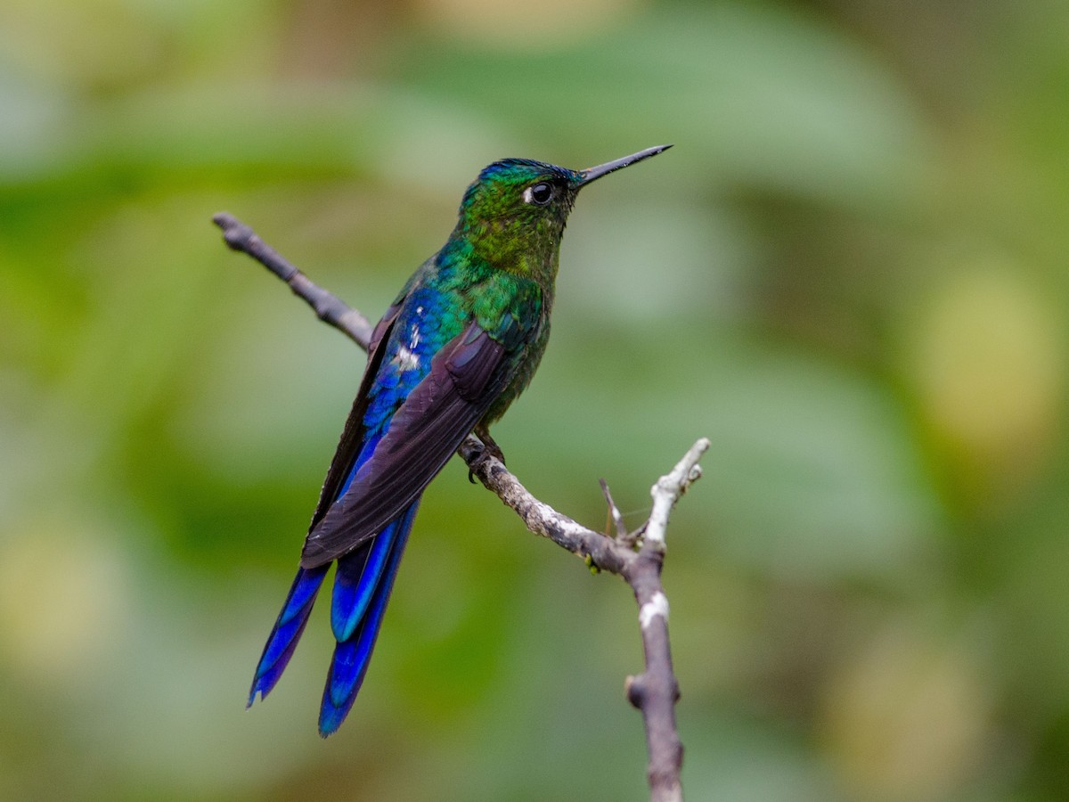 Violet-tailed Sylph - ML218378061