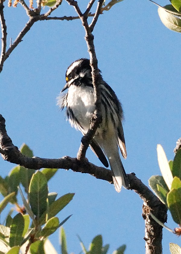 Black-throated Gray Warbler - Dave DeReamus
