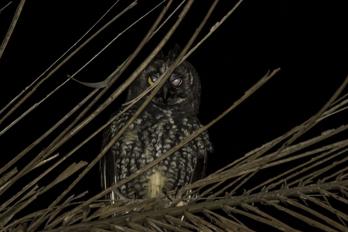 Stygian Owl - Jorge Eduardo Ruano