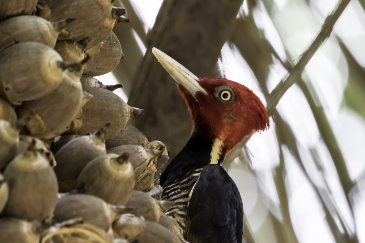 Pale-billed Woodpecker - Jorge Eduardo Ruano