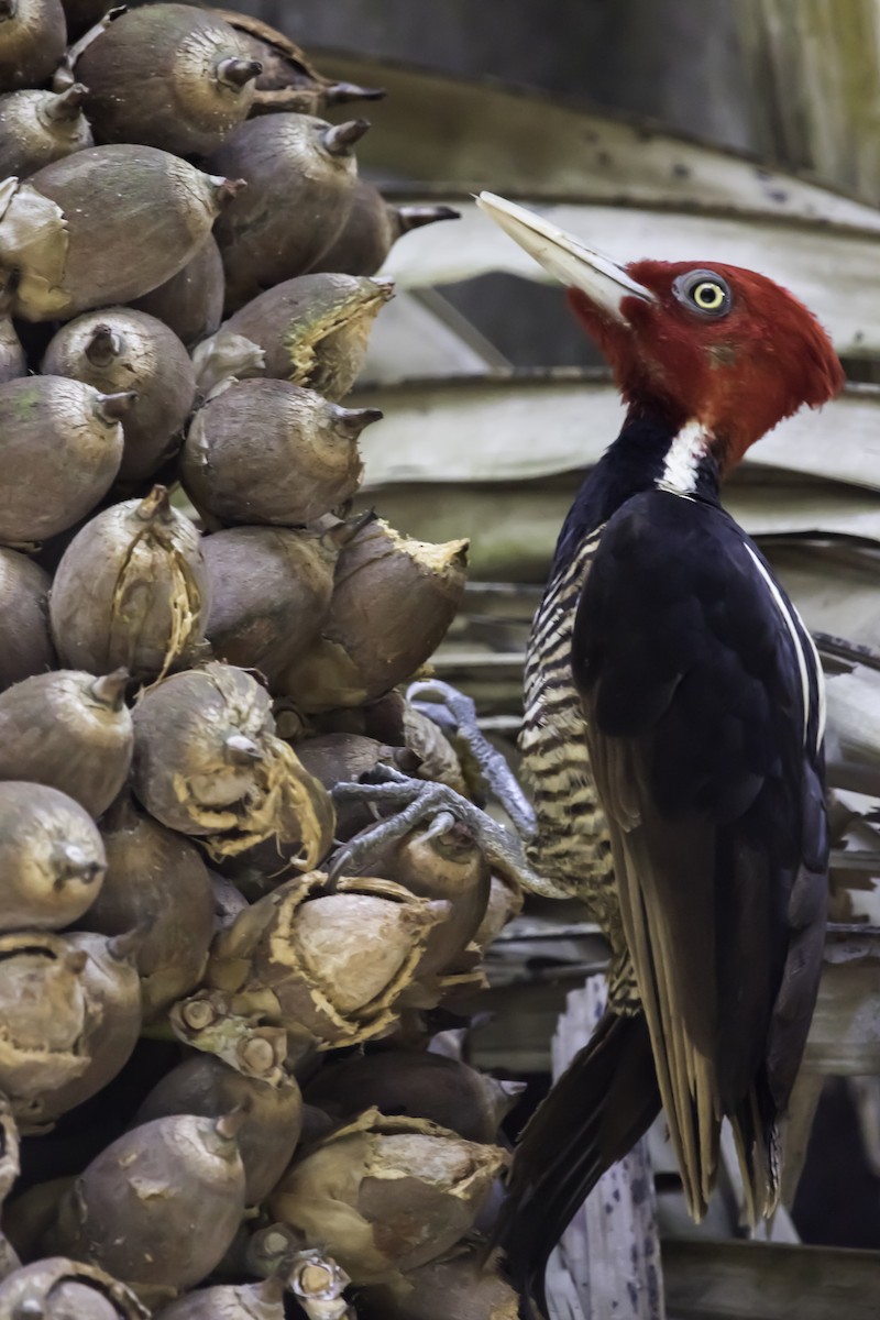 Pale-billed Woodpecker - Jorge Eduardo Ruano
