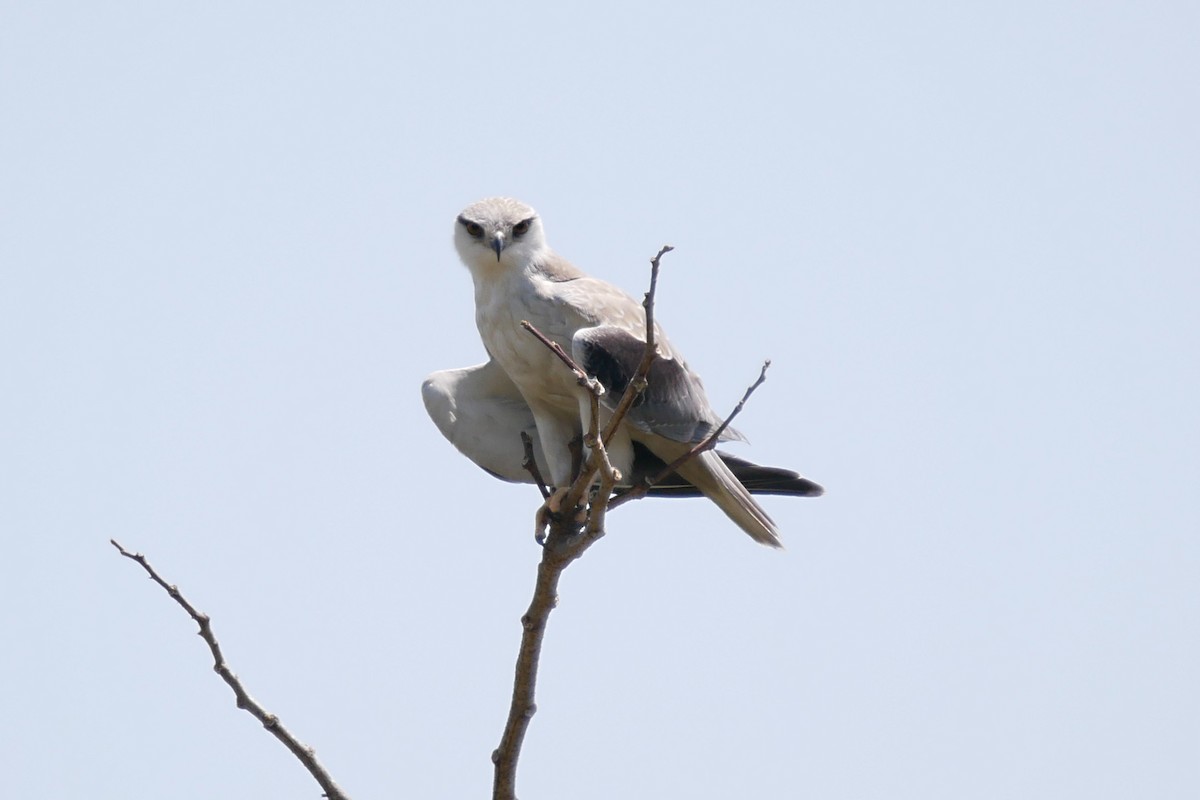 Black-winged Kite (Asian) - Sandeep Biswas