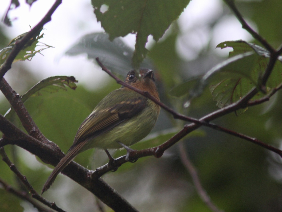 Rufous-breasted Flycatcher - Larry Therrien
