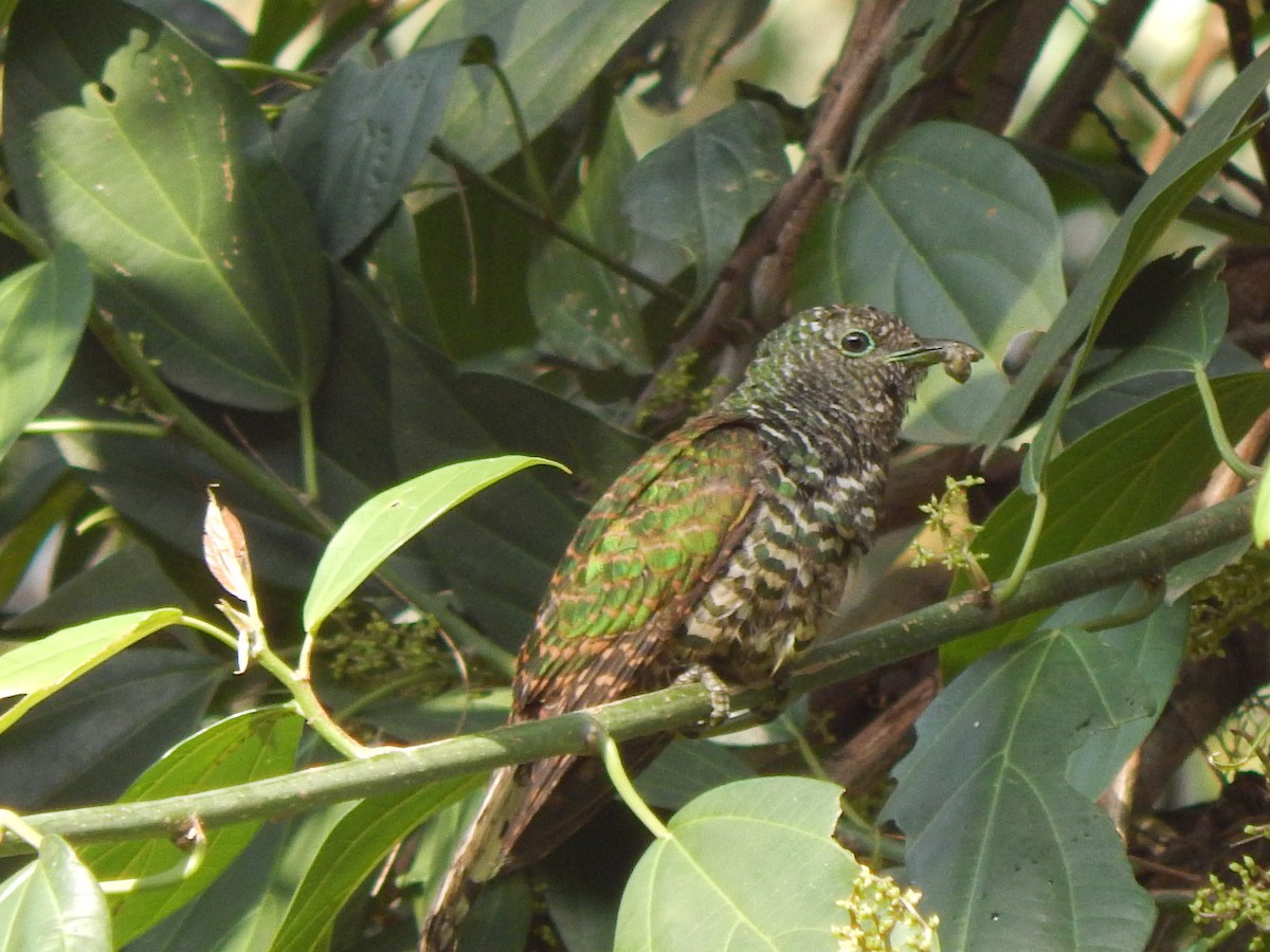 African Emerald Cuckoo - ML218386551