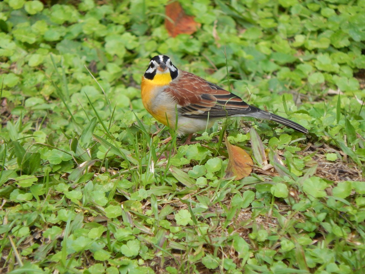 Golden-breasted Bunting - ML218386561