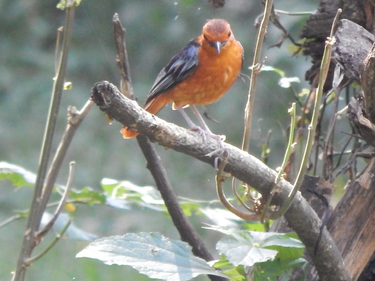 Red-capped Robin-Chat - ML218387121