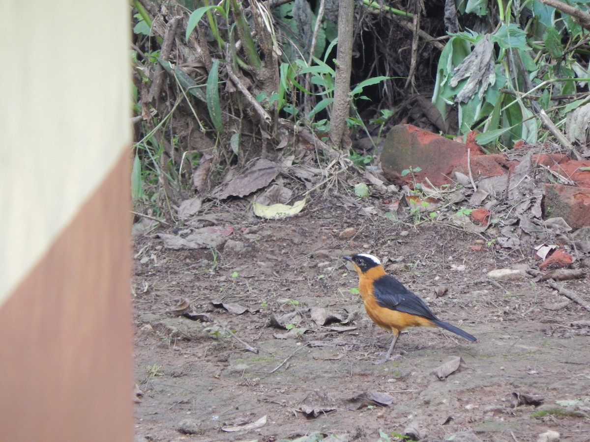 Snowy-crowned Robin-Chat - ML218387621