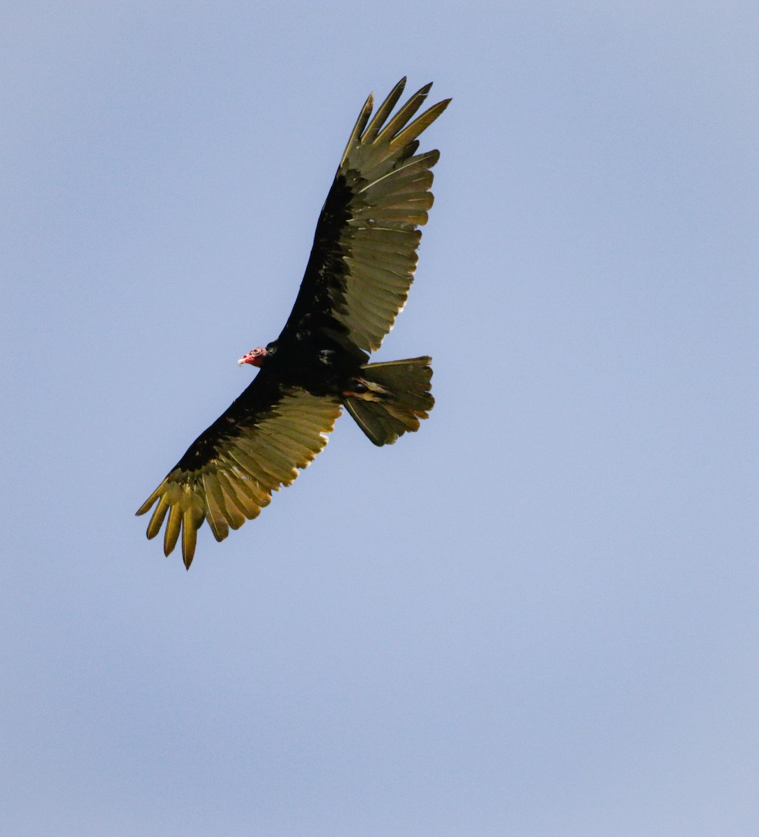 Turkey Vulture - Isaias Morataya