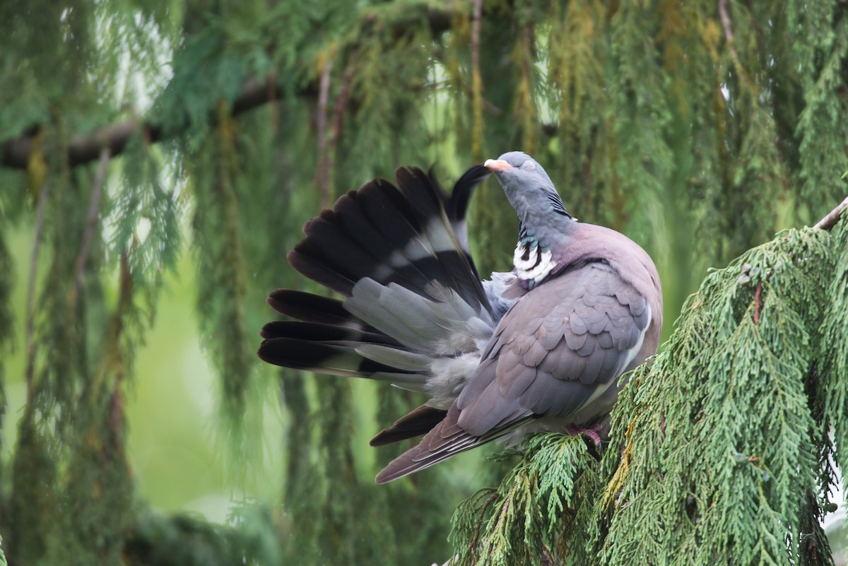 Common Wood-Pigeon - ML218388491