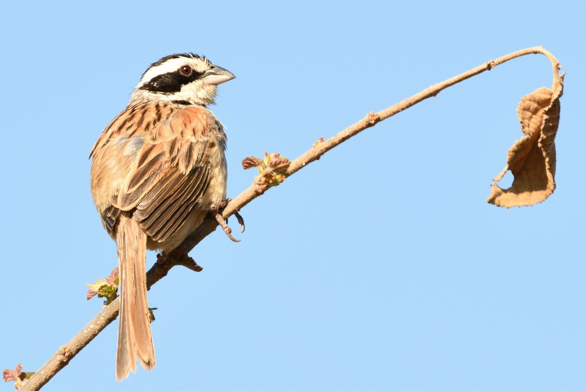 Stripe-headed Sparrow - Antonio Robles