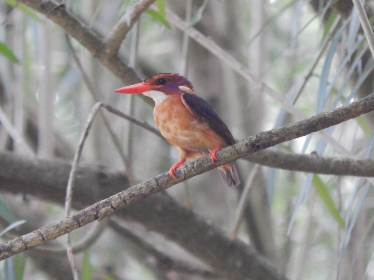African Pygmy Kingfisher - ML218389141