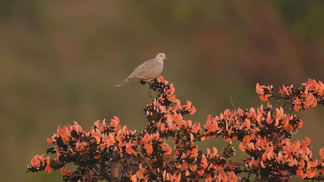 Eurasian Collared-Dove - ML218389361
