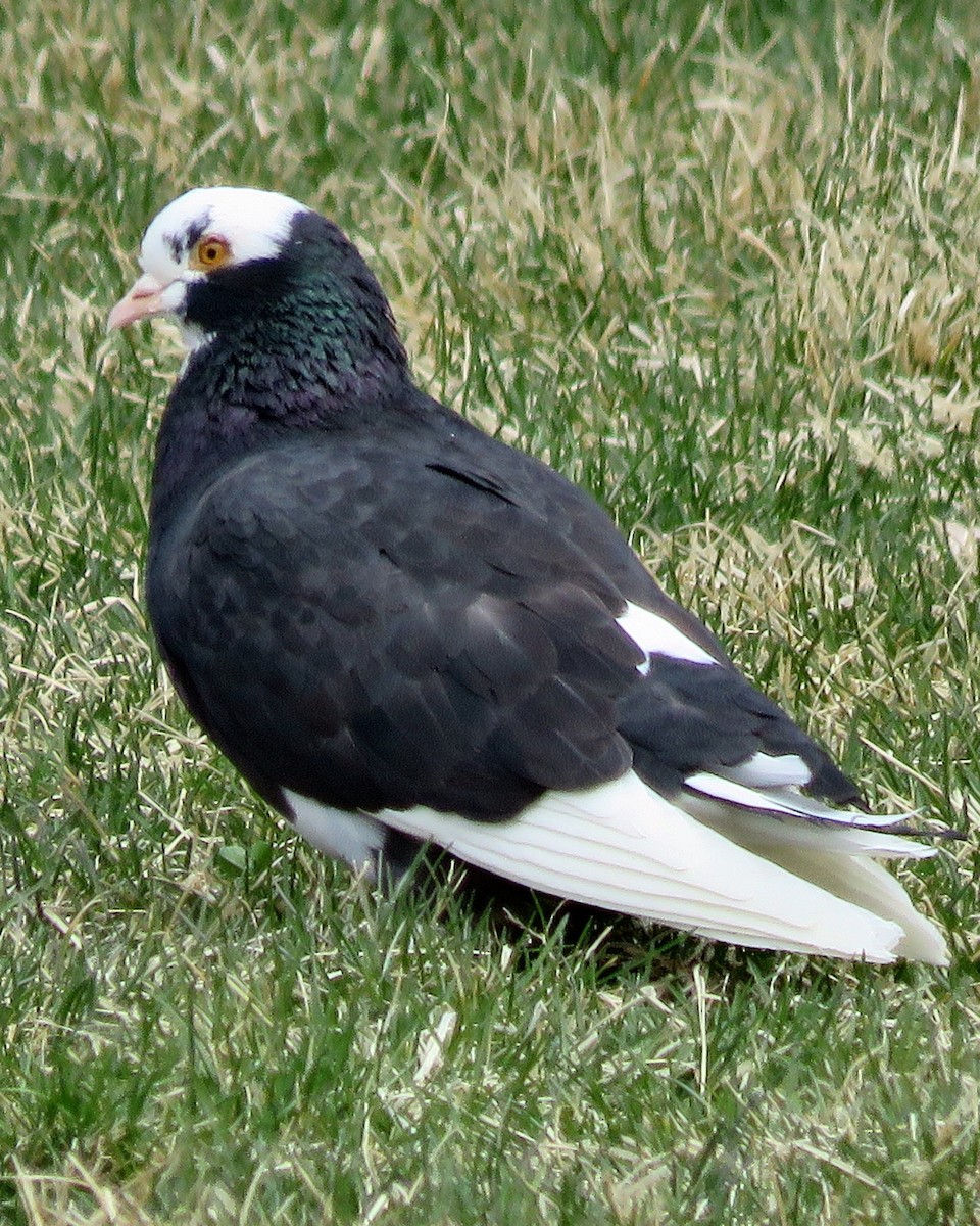 Rock Pigeon (Feral Pigeon) - Patrick O'Driscoll
