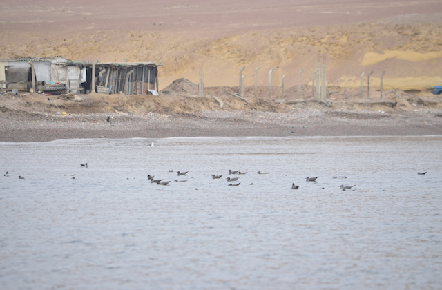 Non-breeding habitat; Ica, Peru. - Gray Gull - 