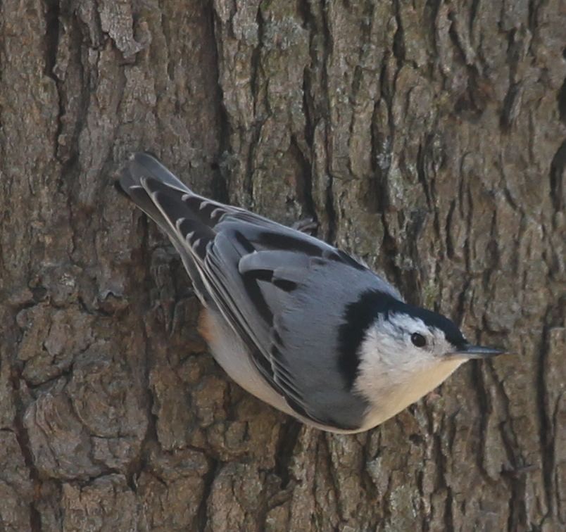 White-breasted Nuthatch - sicloot