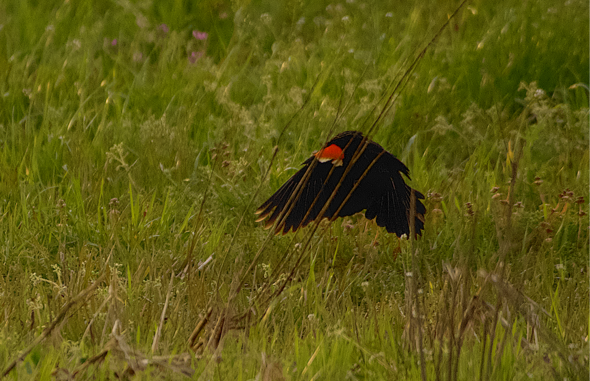Red-winged Blackbird - ML218399461
