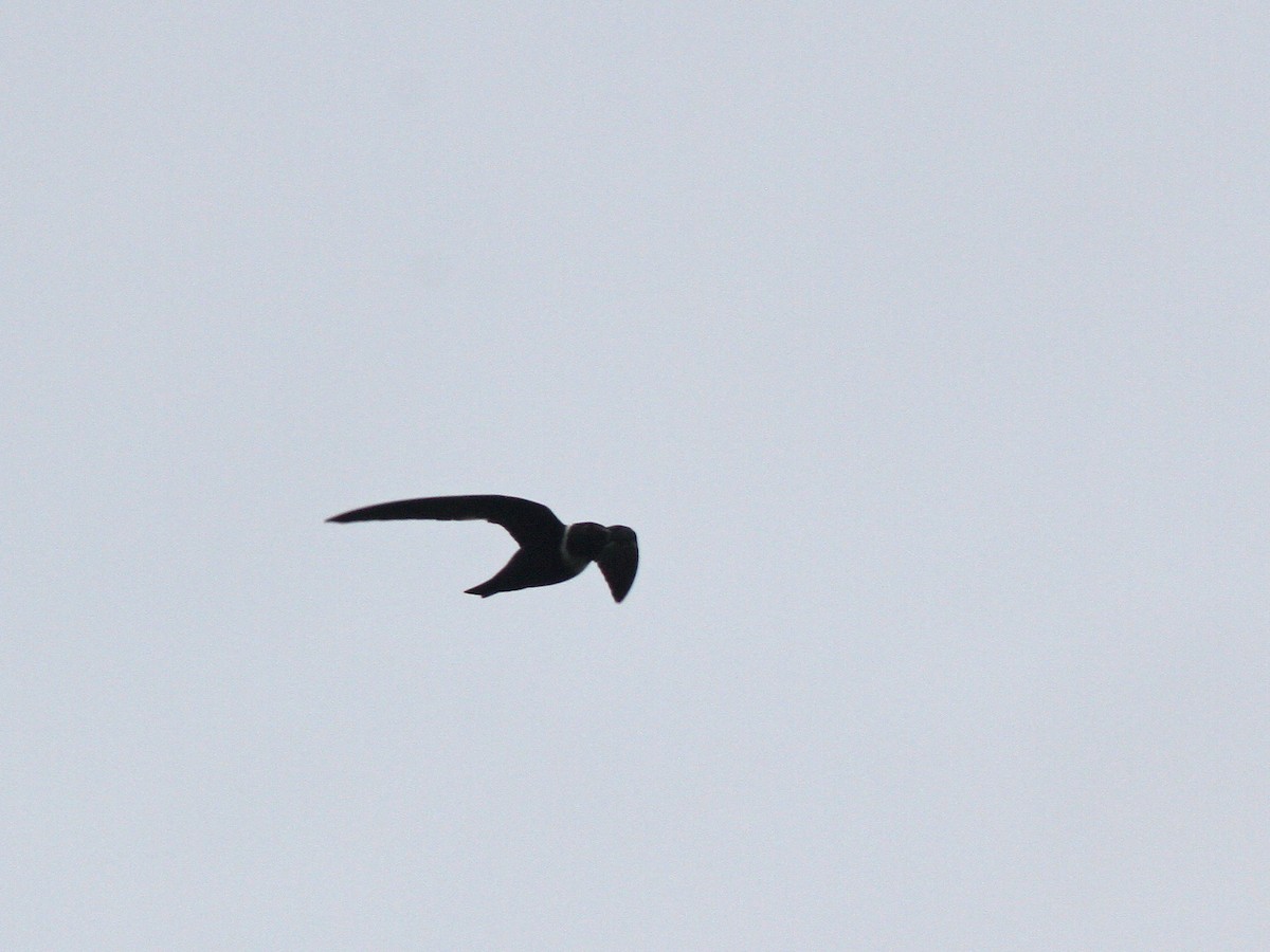 White-collared Swift - Larry Therrien