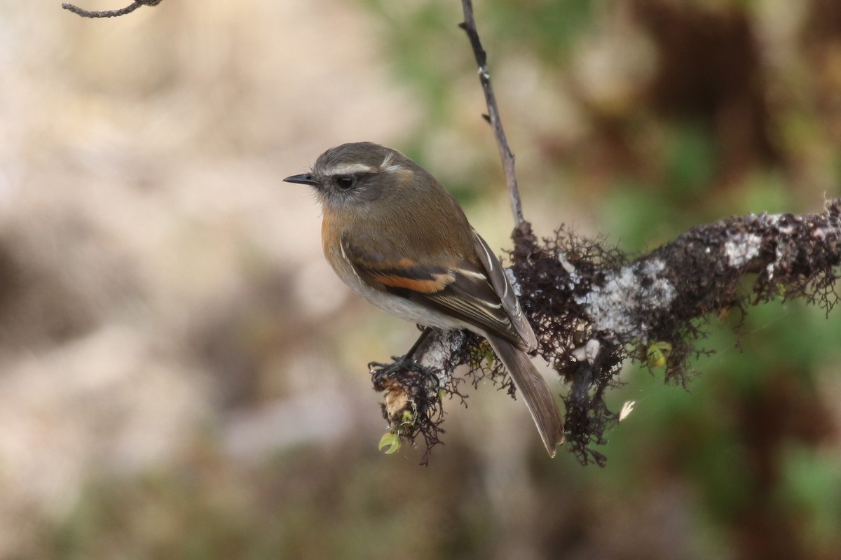 Rufous-breasted Chat-Tyrant - Fabrice Schmitt