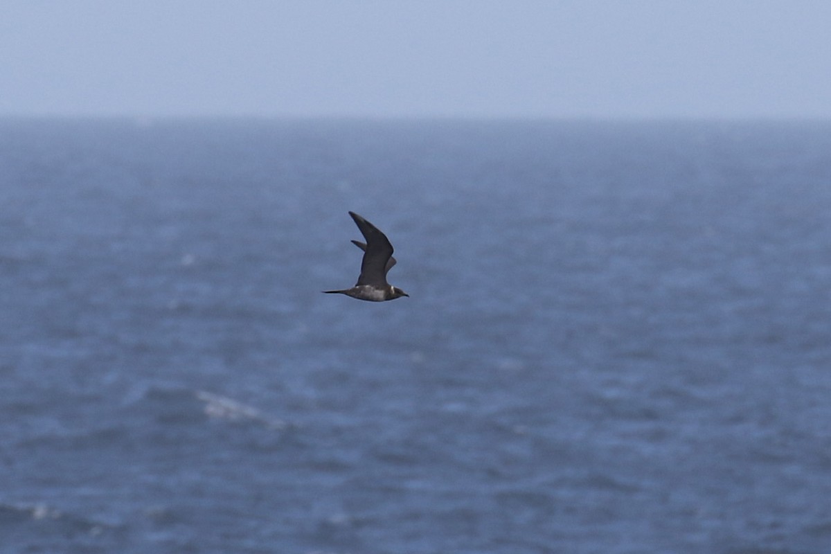 Long-tailed Jaeger - ML218407441