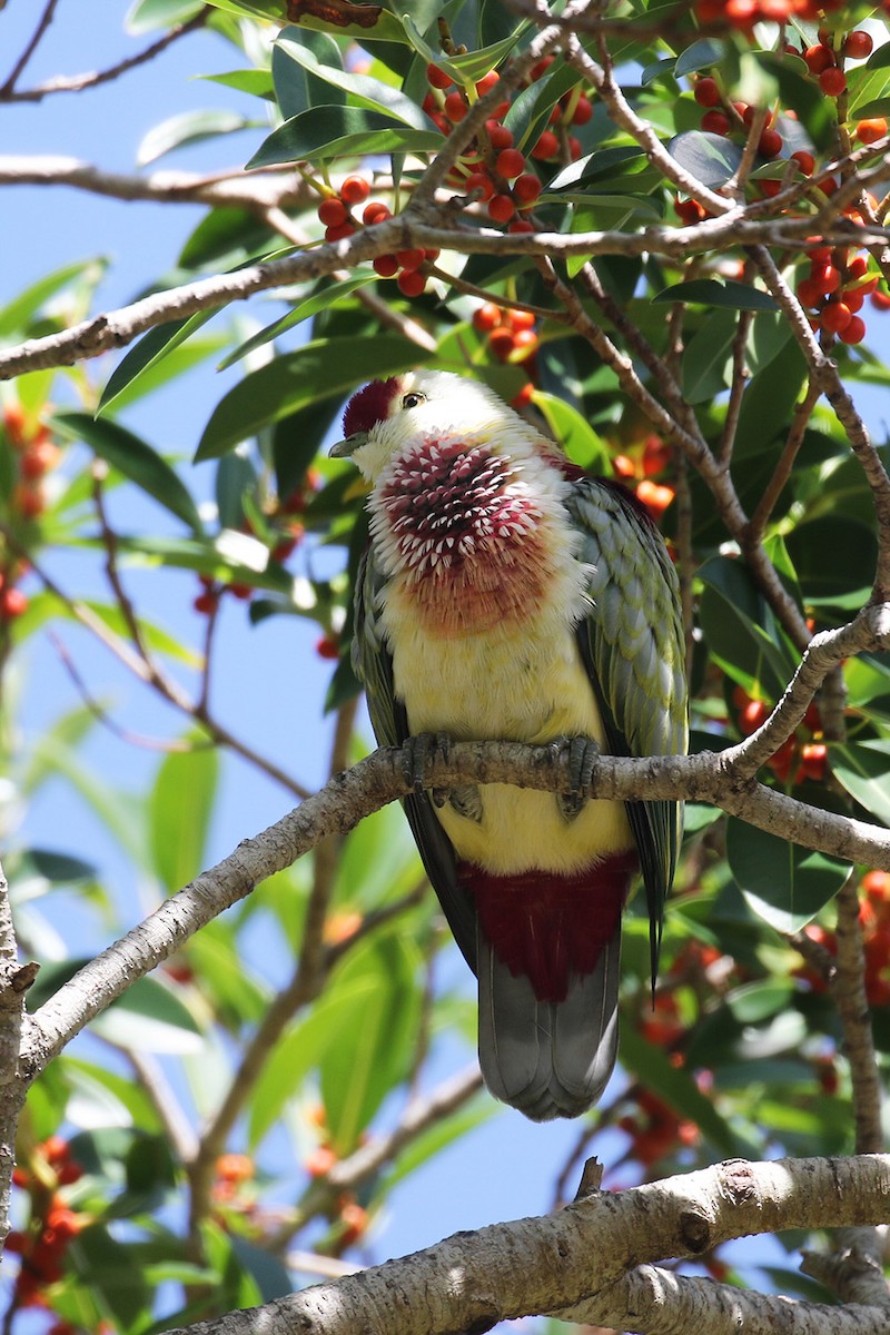 Many-colored Fruit-Dove - ML218409831