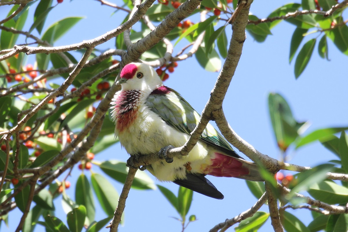 Many-colored Fruit-Dove - ML218409861