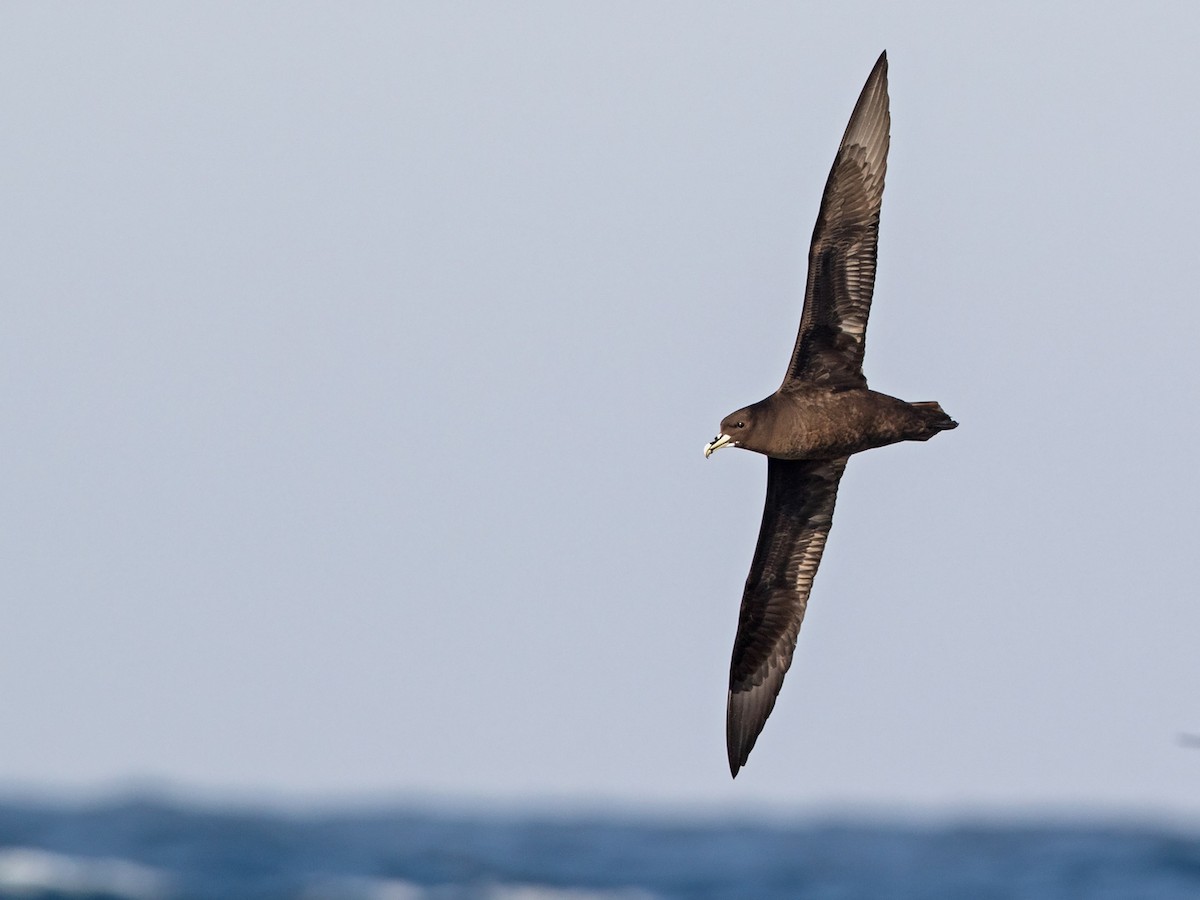 White-chinned Petrel - Niall D Perrins