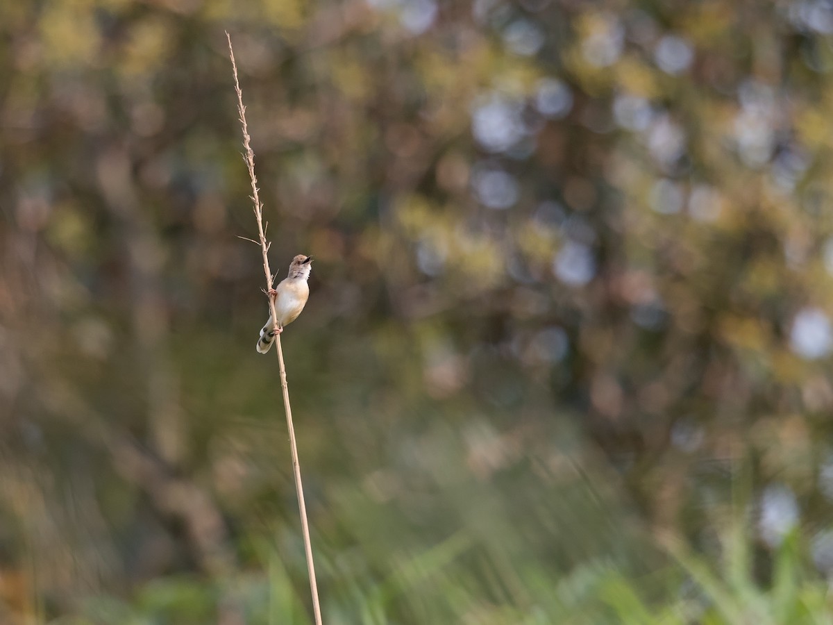 Red-faced Cisticola - Niall D Perrins