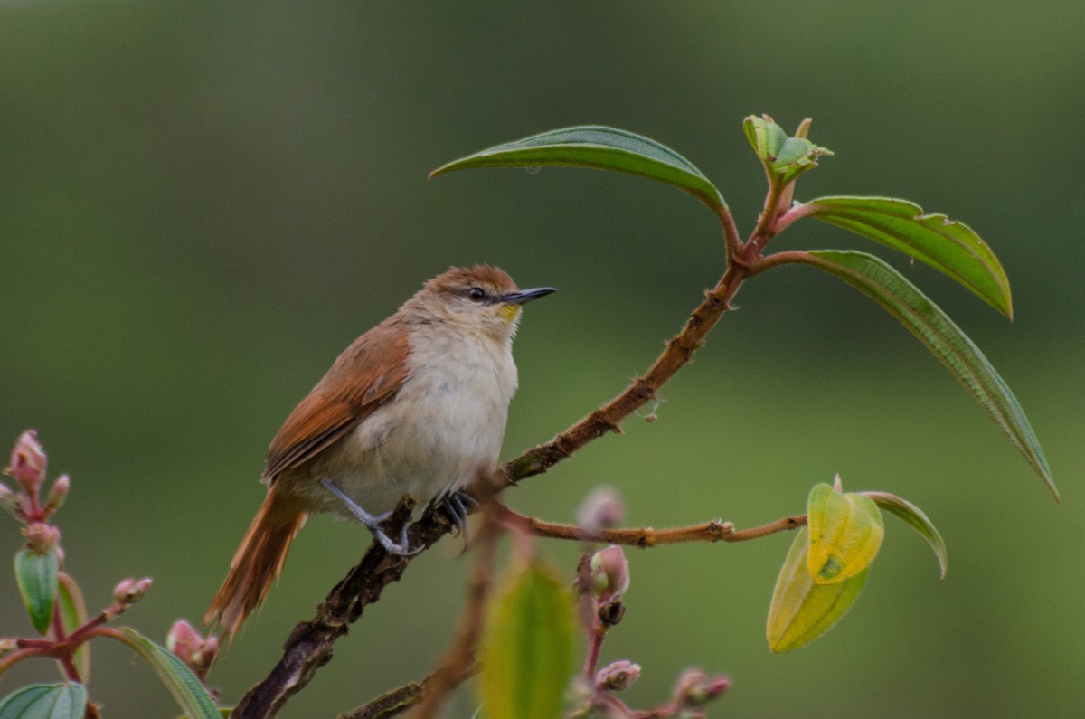 Yellow-chinned Spinetail - ML218411791