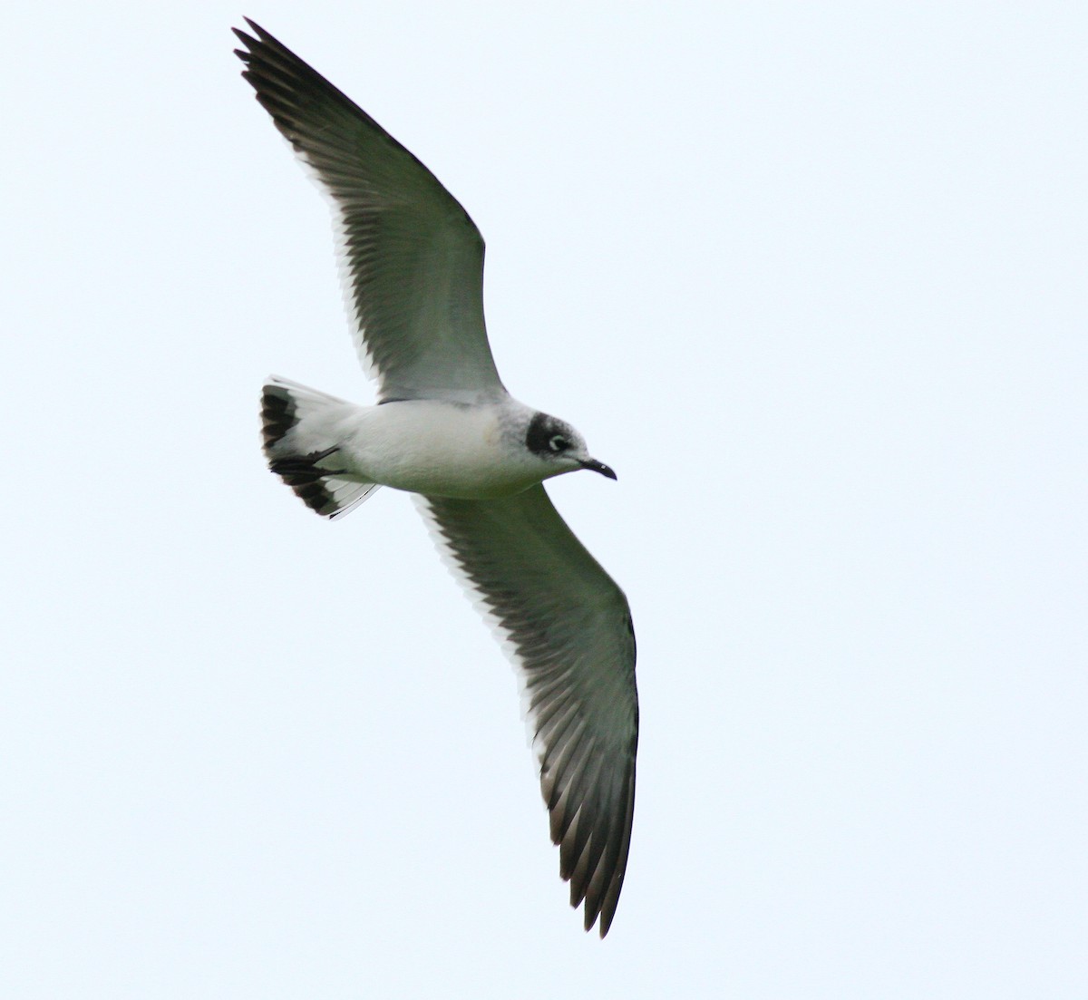 Franklin's Gull - Dave Brown