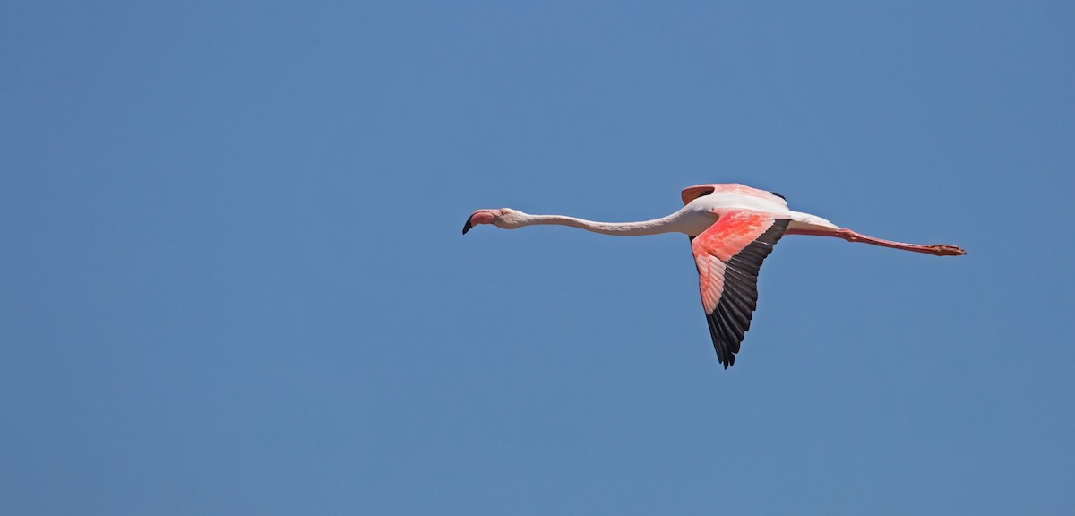 Greater Flamingo - Niall D Perrins
