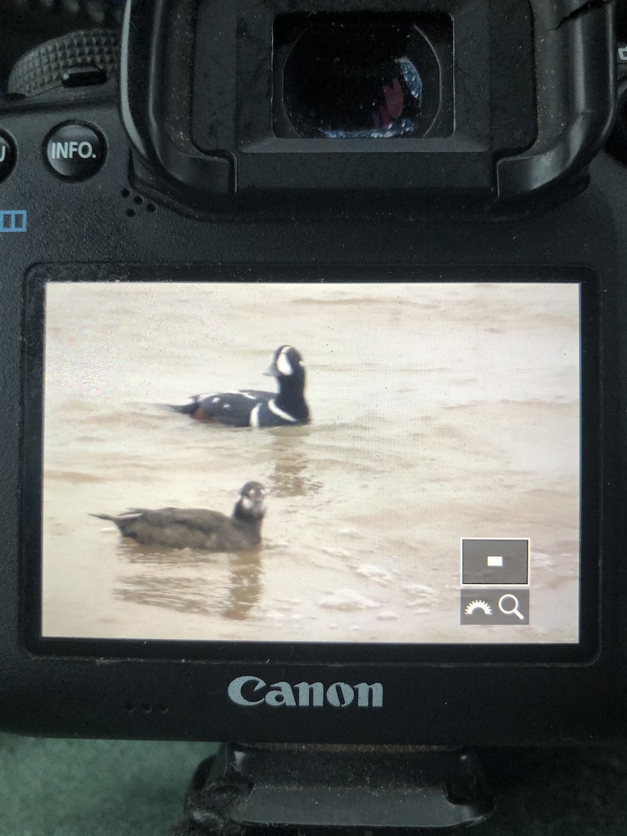 eBird Checklist - 27 Mar 2020 - Sherod Park - 7 species