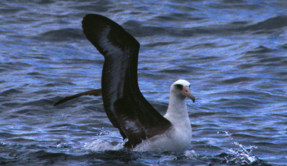 Laysan Albatross - ML218419541