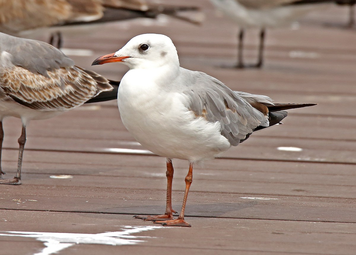 Gray-hooded Gull - Roger Ahlman