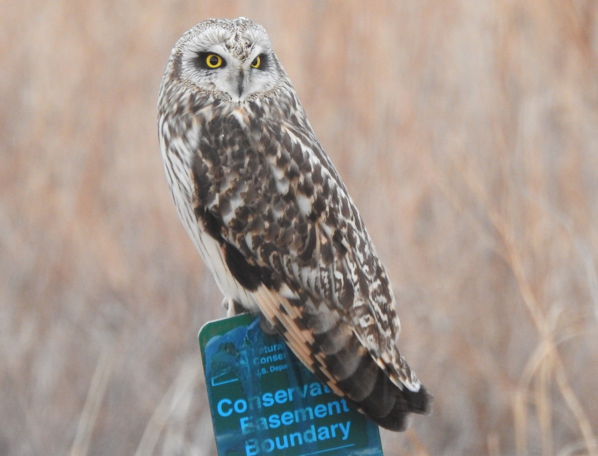Short-eared Owl - ML218427811