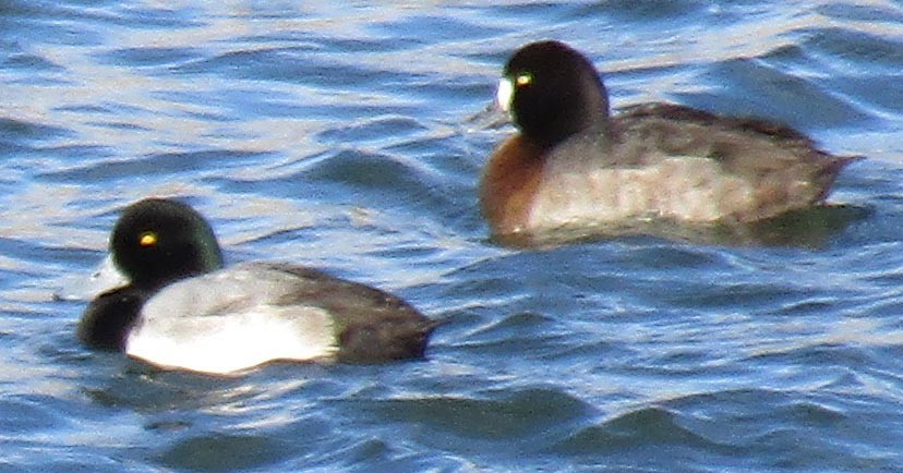 Greater Scaup - Richard Mousel
