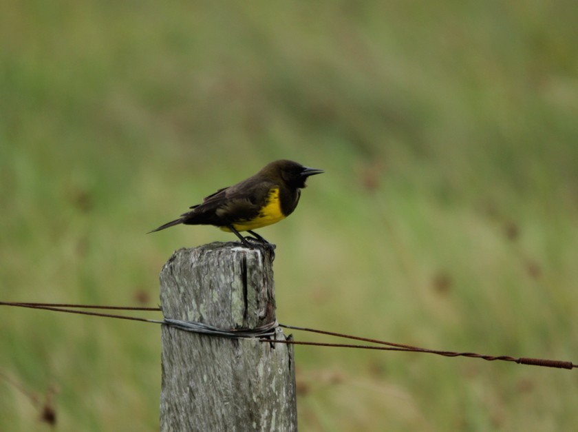 Brown-and-yellow Marshbird - ML218433021