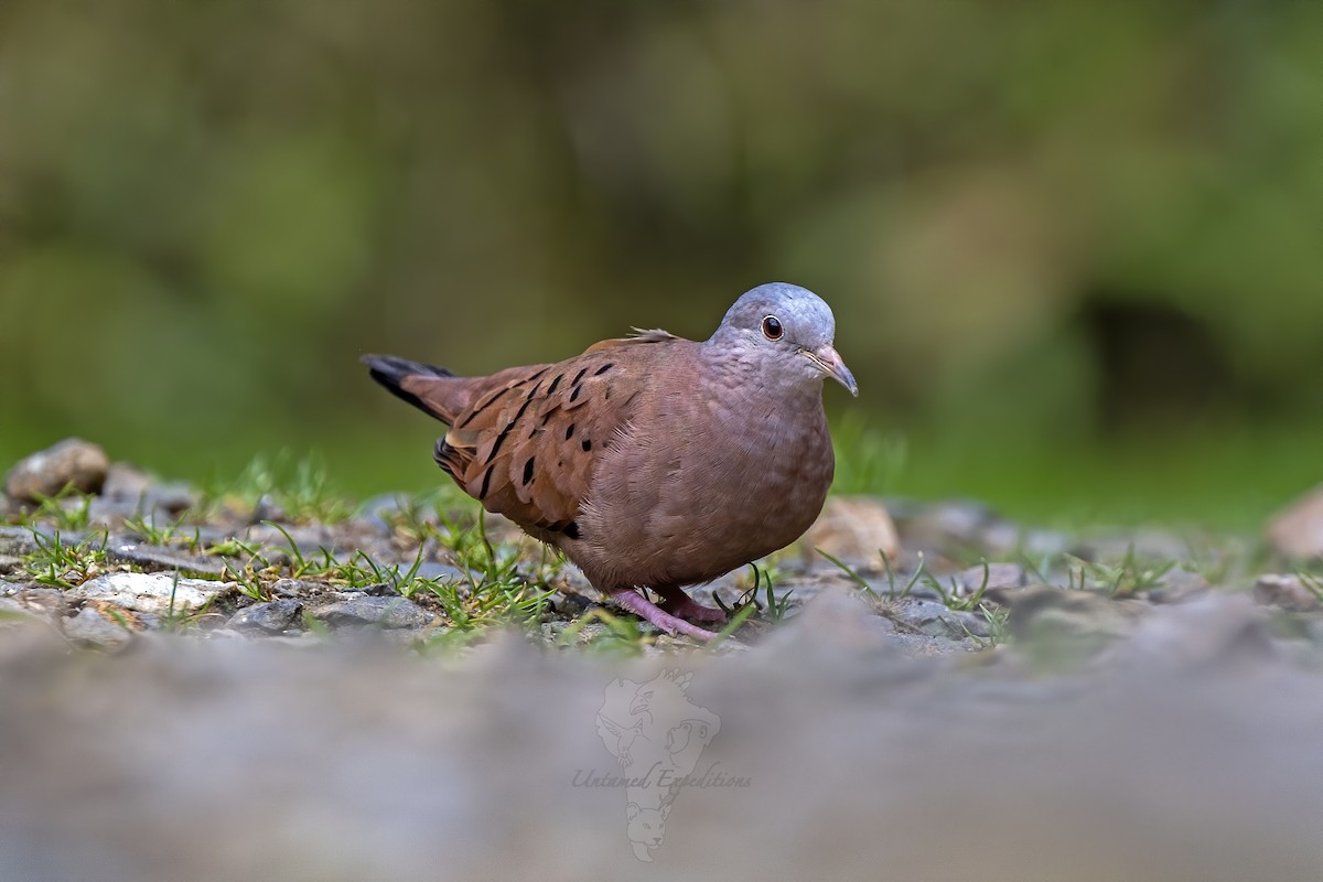 Ruddy Ground Dove - Untamed Expeditions