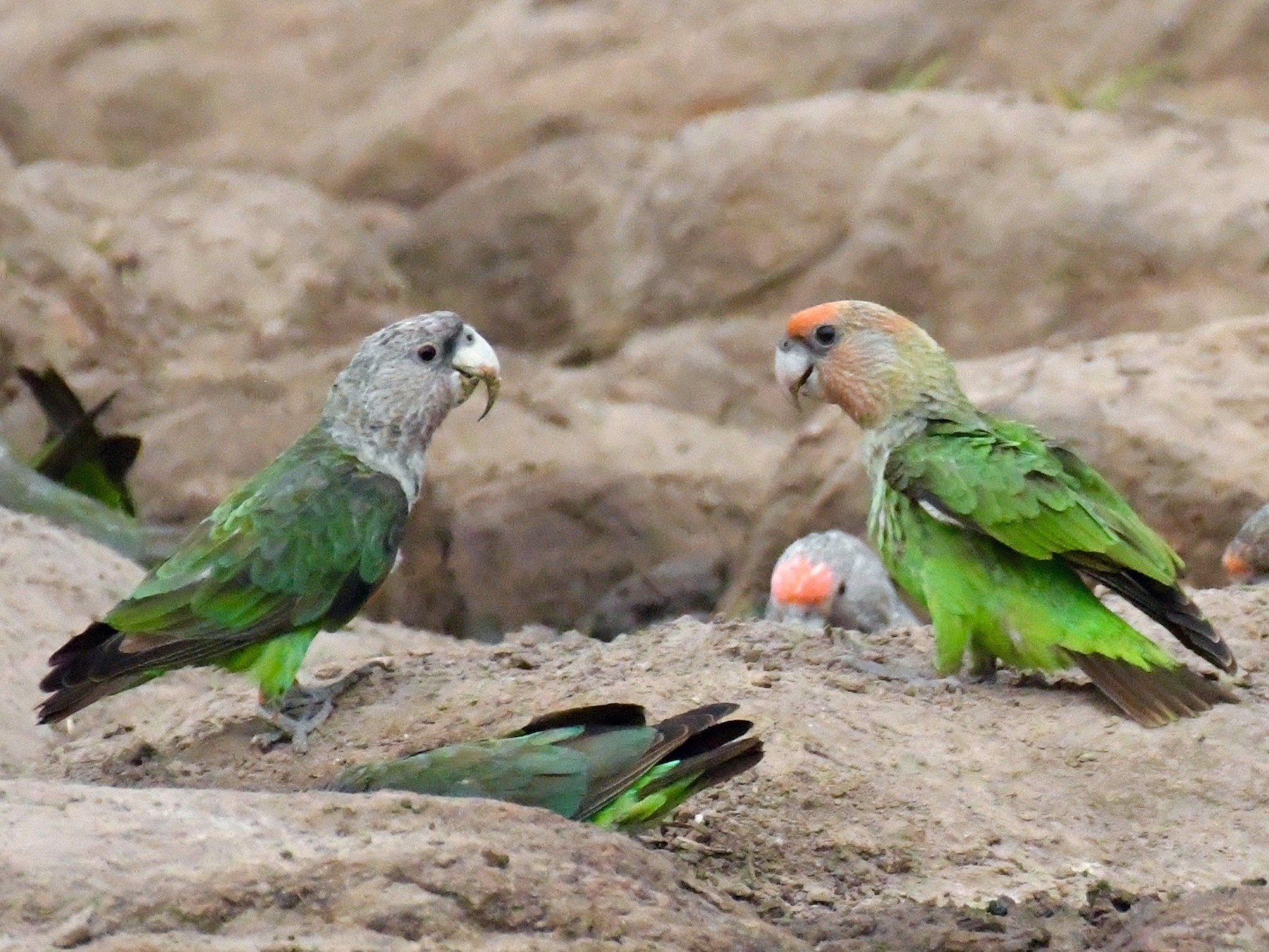 Grey best sale headed parrot