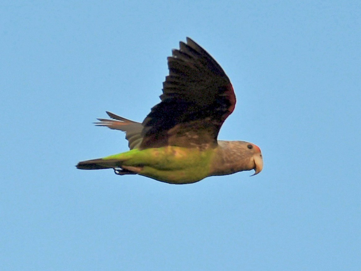 Brown-necked Parrot - Theresa Bucher