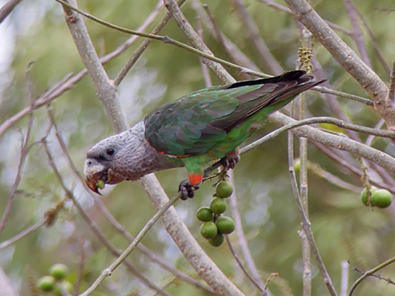 Brown-necked Parrot - Nik Borrow