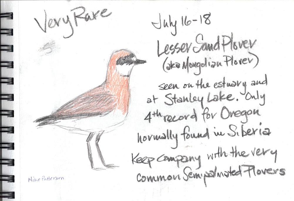 Siberian Sand-Plover - J. Micheal Patterson